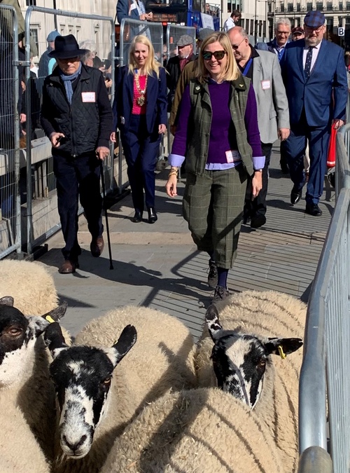 Stationers Drive Sheep across London Bridge